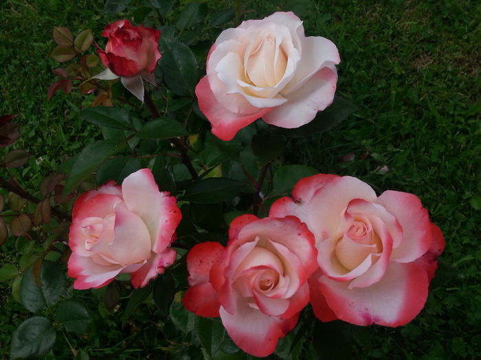 20140614_135501 - IULIE