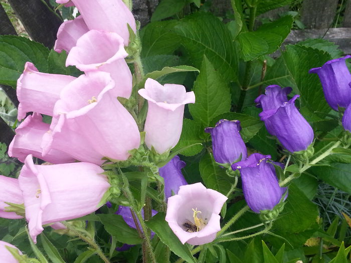 20140614_135619 - IULIE