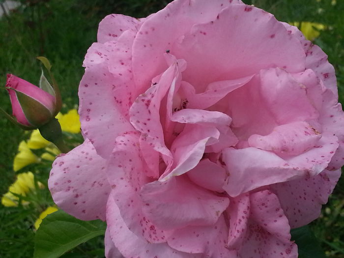 20140614_140252 - IULIE