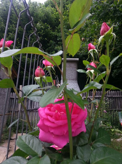 20140614_140642 - IULIE