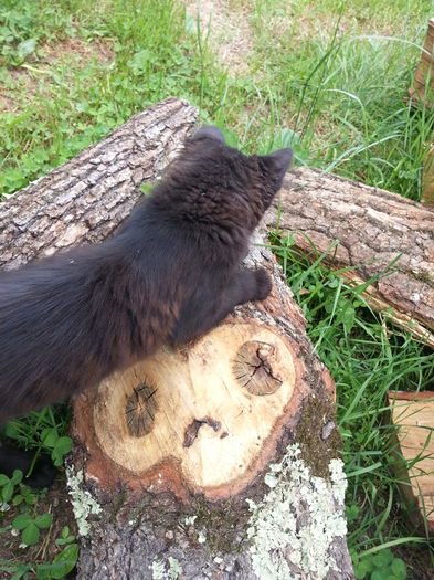 20140614_151940 - IULIE