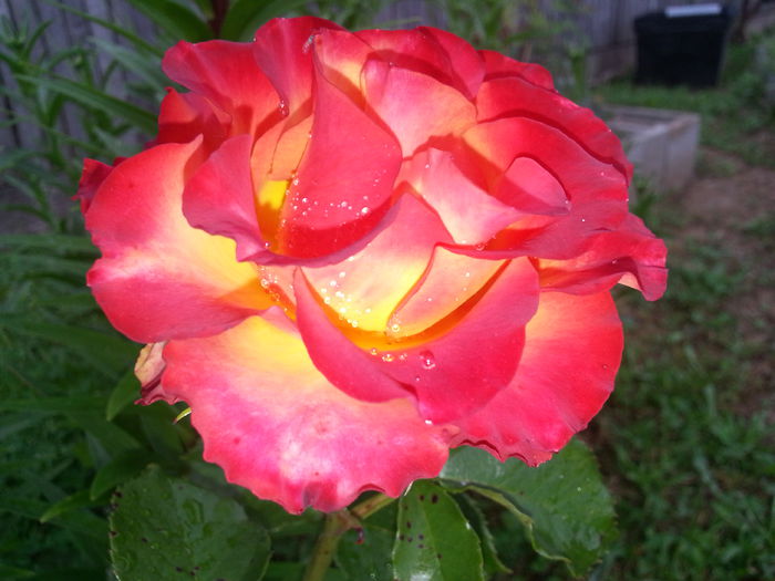 20140615_090645 - IULIE