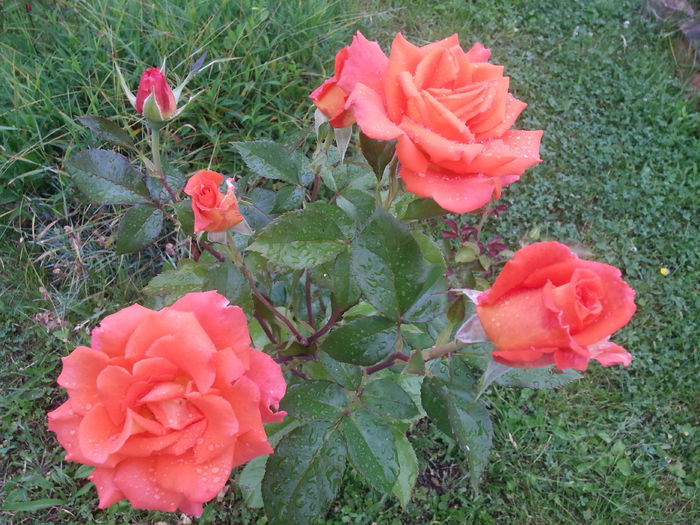 20140615_091648 - IULIE