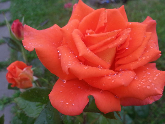 20140615_091814 - IULIE