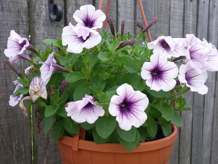 20140617_175036 - IULIE