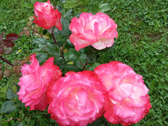 20140617_175328 - IULIE