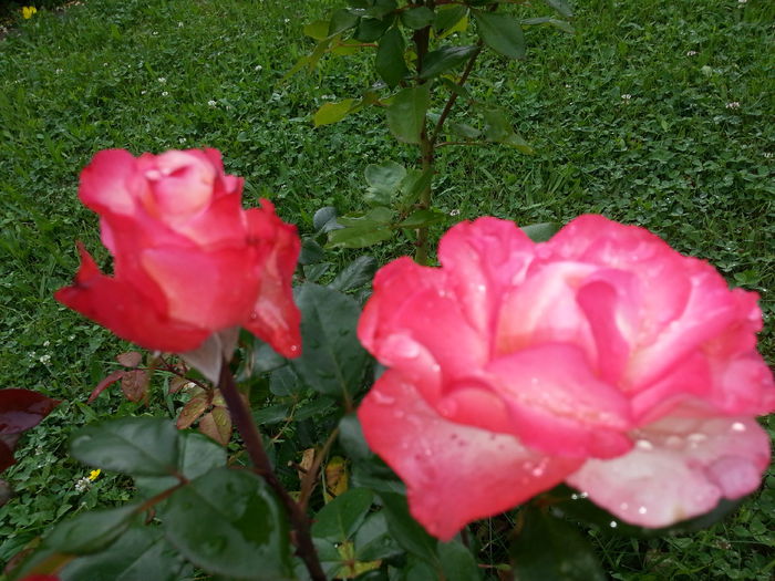 20140617_175335 - IULIE