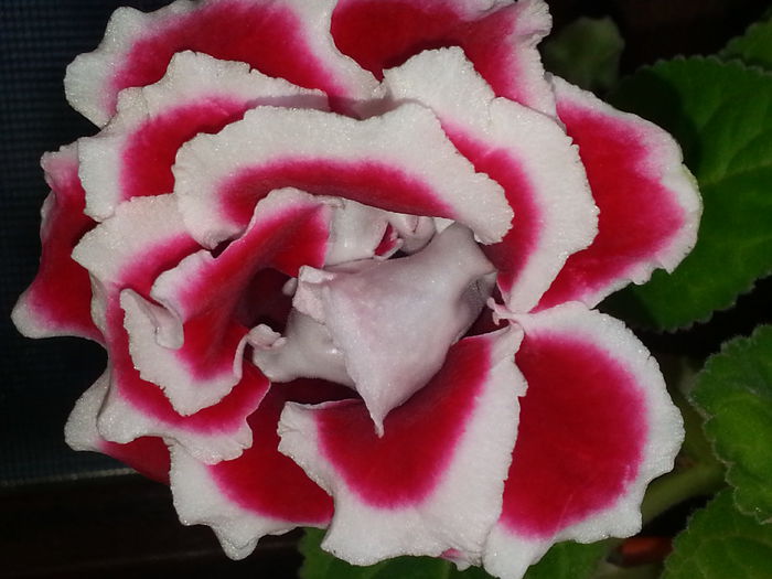 20140617_175803 - IULIE