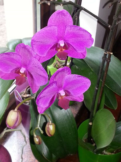 20140620_081806 - IULIE