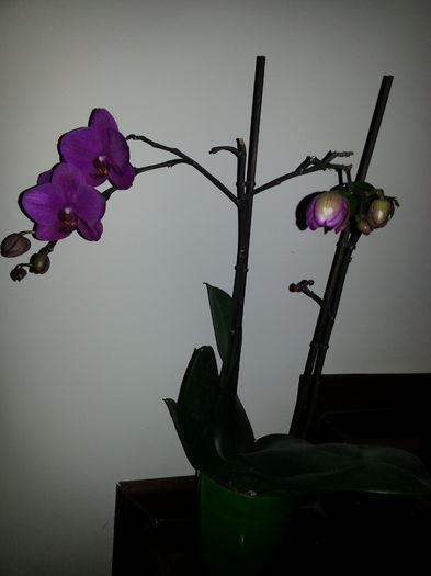 20140620_081939 - IULIE