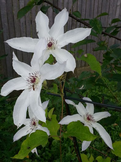 20140620_104819 - IULIE