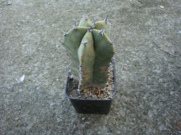 Lophocereus schottii (Engelm.) Britton & Rose 1909.; Origine: Sud-Vest SUA (Arizona), nord-vestul Mexic (Baja California, Sonora.) (-4°C)
