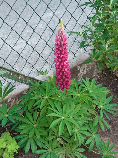  - Lupinus