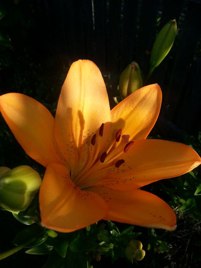 20140701_194241 - MAI IUNIE