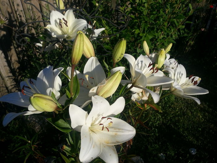 20140701_194253 - MAI IUNIE