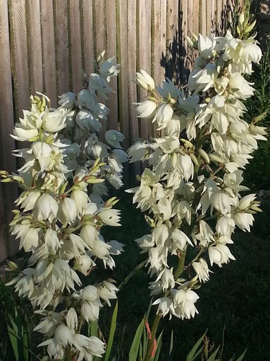 20140701_194331 - MAI IUNIE