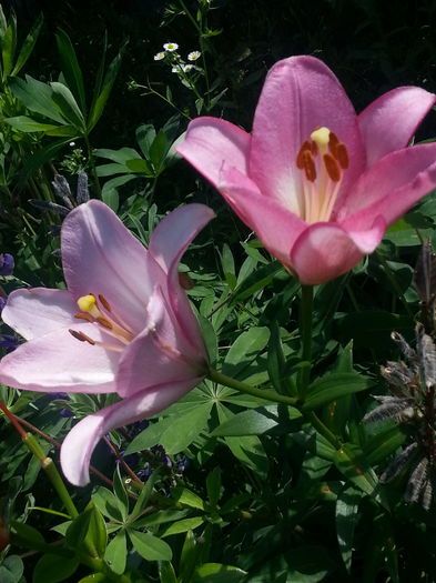 20140702_163232 - MAI IUNIE