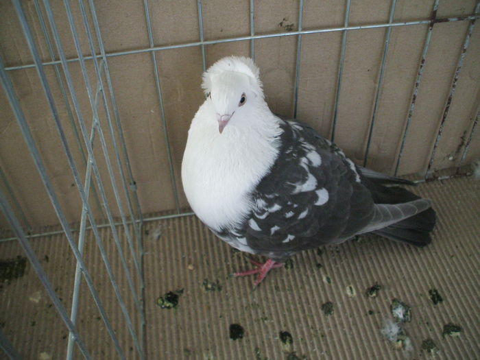 DSCF3629
