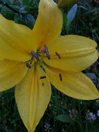 20140703_203949 - MAI IUNIE