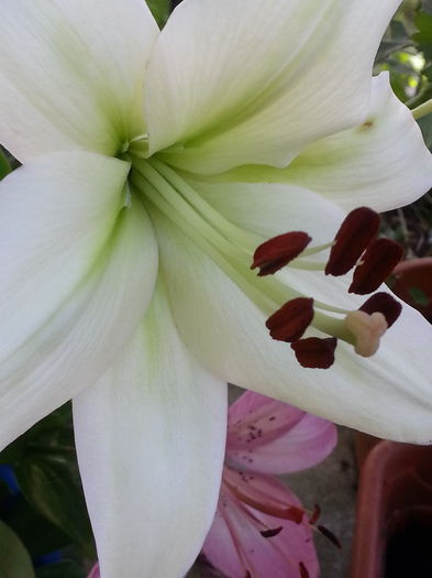 20140705_122258 - MAI IUNIE