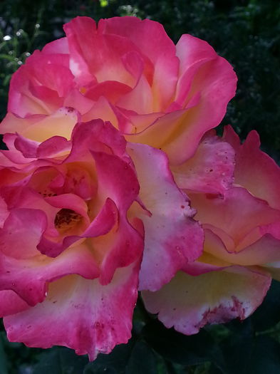 20140706_182734 - MAI IUNIE