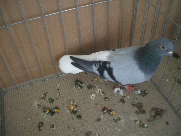 DSCF3675