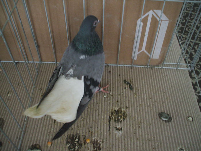 DSCF3685