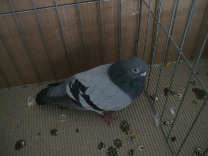 DSCF3688