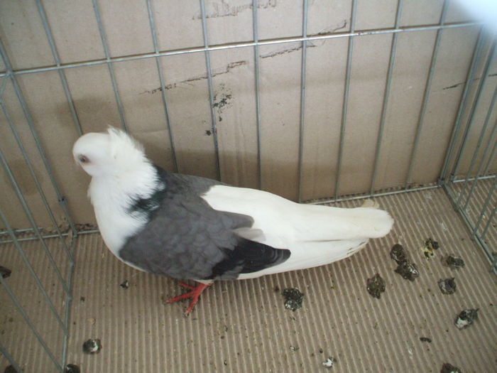 DSCF3740