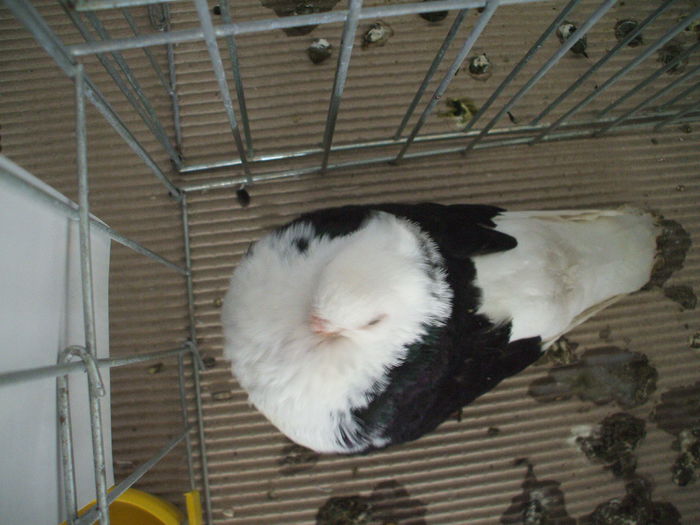 DSCF3741