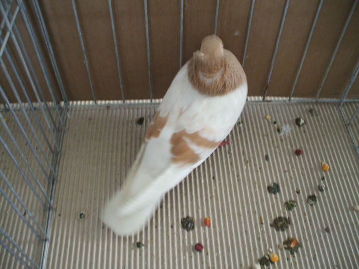 DSCF3748