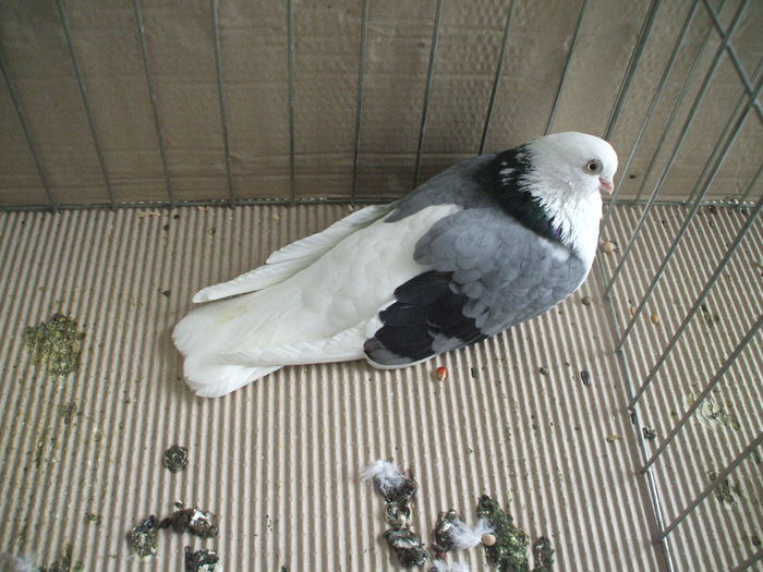 DSCF3766 - Expozitia FAUNA BANATULUI Timisoara - 16 - 18 ianuarie 2015