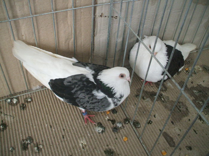 DSCF3771 - Expozitia FAUNA BANATULUI Timisoara - 16 - 18 ianuarie 2015