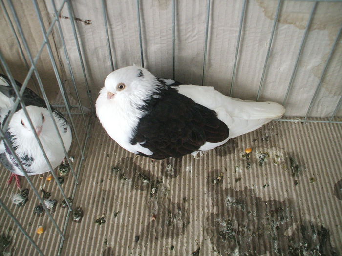 DSCF3772 - Expozitia FAUNA BANATULUI Timisoara - 16 - 18 ianuarie 2015