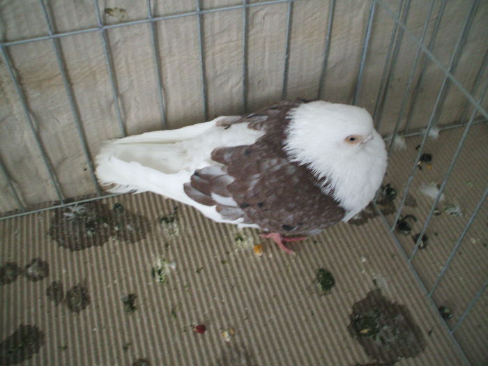 DSCF3773 - Expozitia FAUNA BANATULUI Timisoara - 16 - 18 ianuarie 2015