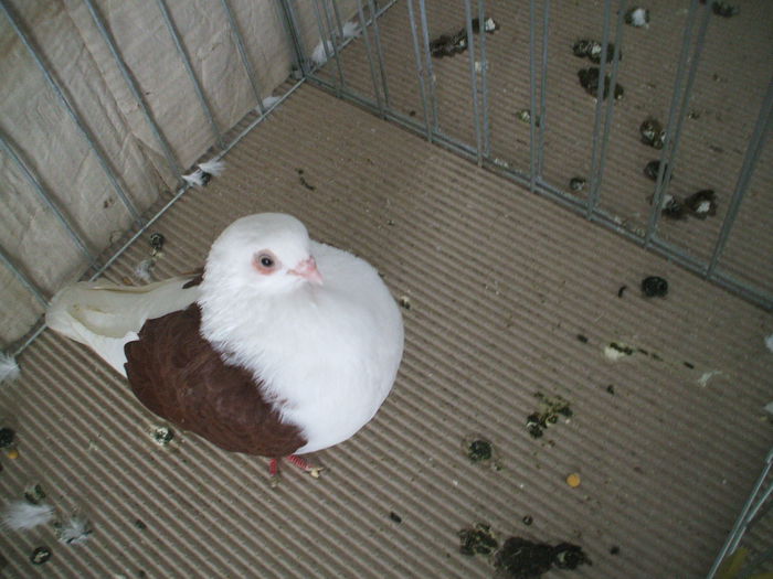 DSCF3774 - Expozitia FAUNA BANATULUI Timisoara - 16 - 18 ianuarie 2015