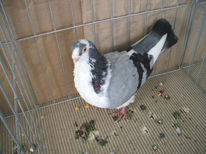 DSCF3786 - Expozitia FAUNA BANATULUI Timisoara - 16 - 18 ianuarie 2015