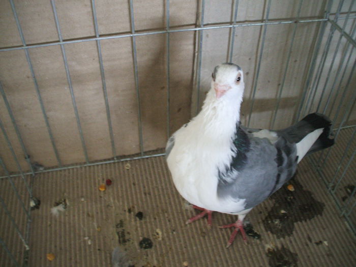 DSCF3794 - Expozitia FAUNA BANATULUI Timisoara - 16 - 18 ianuarie 2015
