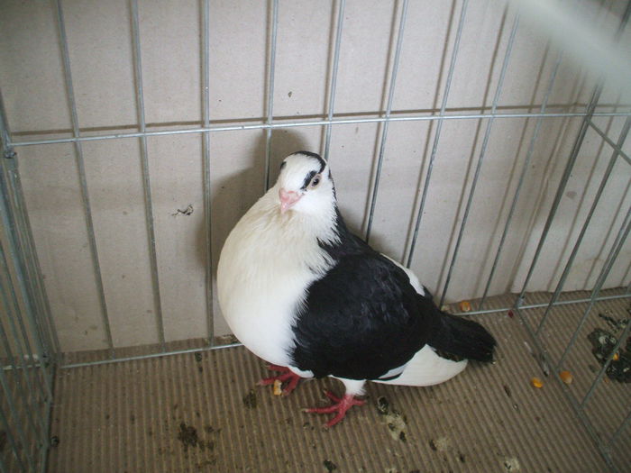 DSCF3796 - Expozitia FAUNA BANATULUI Timisoara - 16 - 18 ianuarie 2015