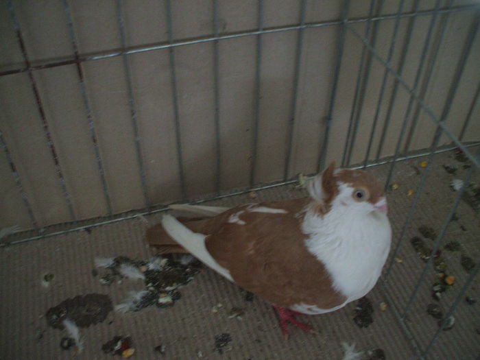 DSCF3825 - Expozitia FAUNA BANATULUI Timisoara - 16 - 18 ianuarie 2015