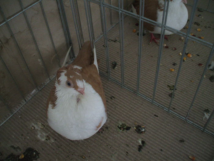 DSCF3828 - Expozitia FAUNA BANATULUI Timisoara - 16 - 18 ianuarie 2015