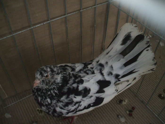 DSCF3833 - Expozitia FAUNA BANATULUI Timisoara - 16 - 18 ianuarie 2015