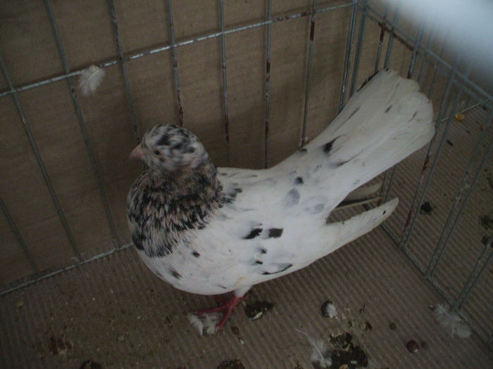 DSCF3835 - Expozitia FAUNA BANATULUI Timisoara - 16 - 18 ianuarie 2015