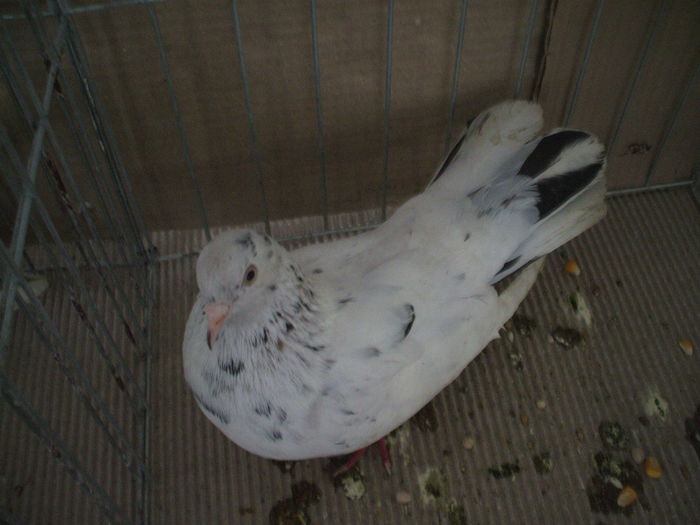 DSCF3836 - Expozitia FAUNA BANATULUI Timisoara - 16 - 18 ianuarie 2015