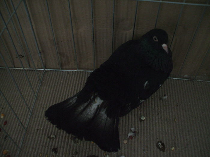 DSCF3837 - Expozitia FAUNA BANATULUI Timisoara - 16 - 18 ianuarie 2015