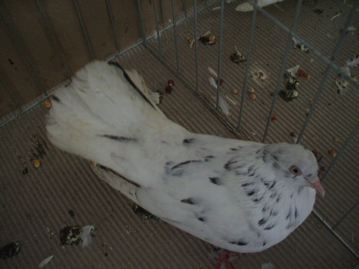 DSCF3838 - Expozitia FAUNA BANATULUI Timisoara - 16 - 18 ianuarie 2015
