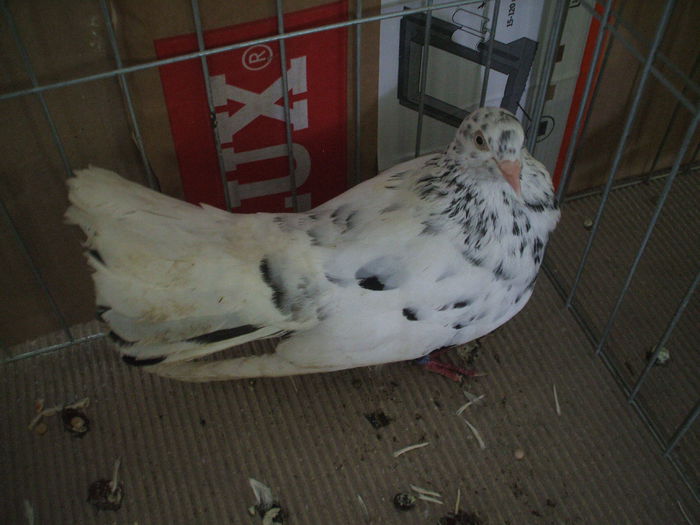 DSCF3839 - Expozitia FAUNA BANATULUI Timisoara - 16 - 18 ianuarie 2015