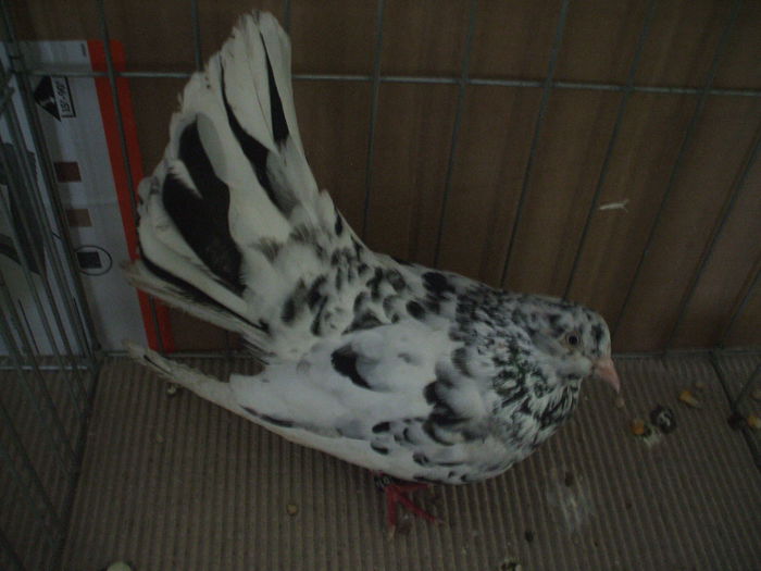 DSCF3840 - Expozitia FAUNA BANATULUI Timisoara - 16 - 18 ianuarie 2015