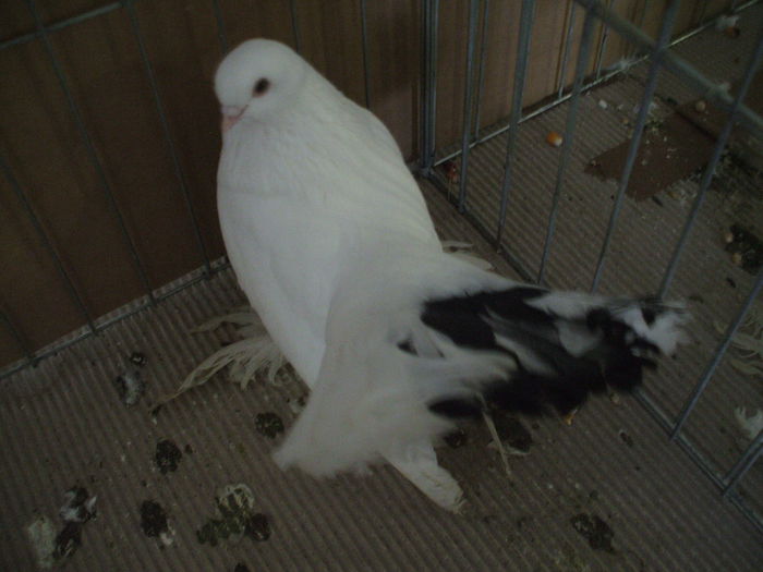 DSCF3841 - Expozitia FAUNA BANATULUI Timisoara - 16 - 18 ianuarie 2015