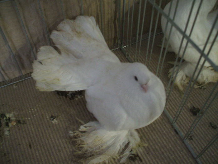 DSCF3852 - Expozitia FAUNA BANATULUI Timisoara - 16 - 18 ianuarie 2015